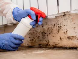 Mold Documentation for Insurance Claims in El Cenizo, TX